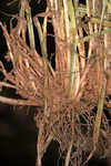 Asian spikesedge